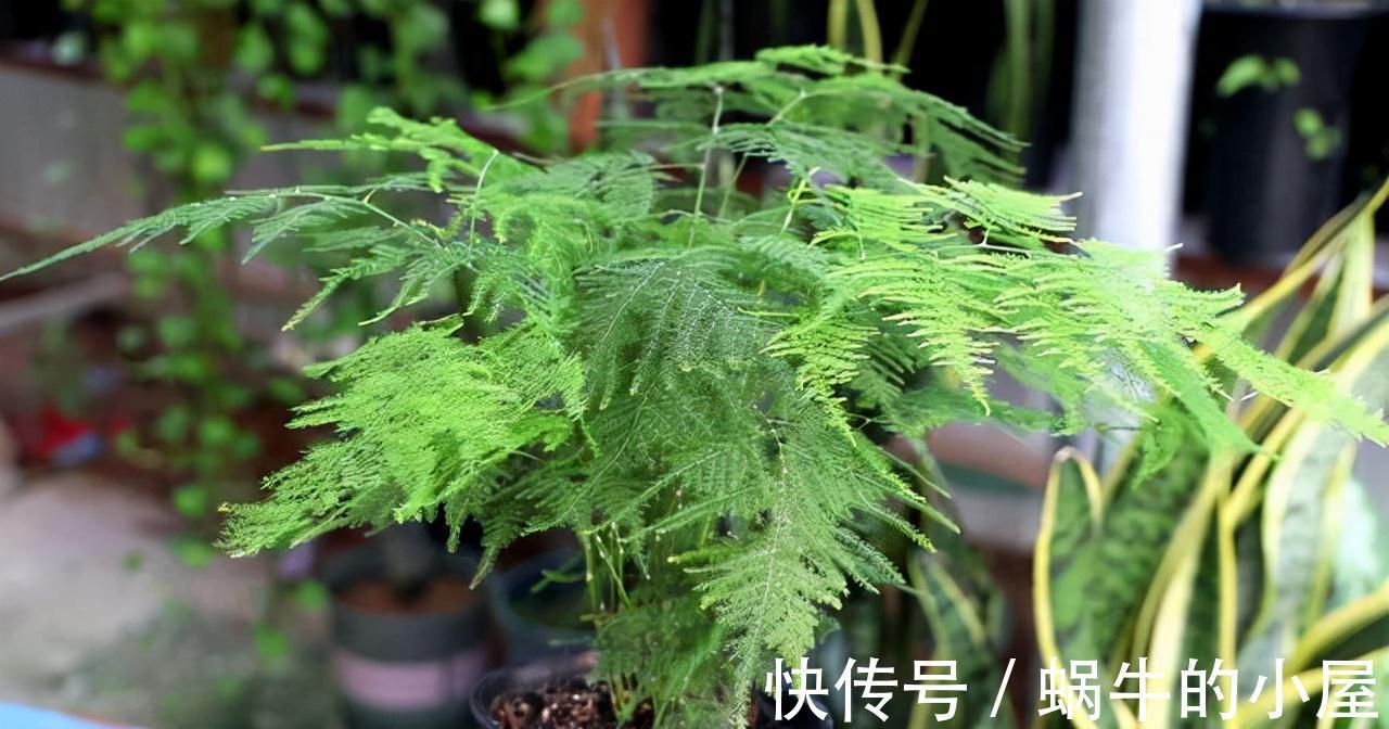 九月养文竹,给它做“三减法”,新枝新笋一起长,养成繁花小盆景