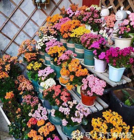 长寿花养护中需要注意这“3点”,年复一年养成老桩照样能爆花