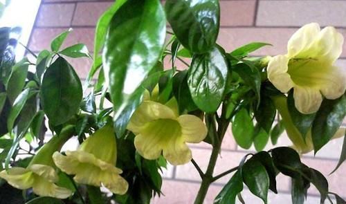  幸福树|奶奶养的幸福树，挺拔高大，绿意又盎然，幸福一大家！