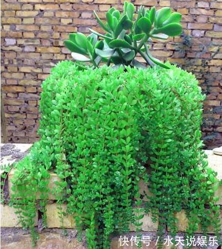 7种多肉,一养就爆盆,长长垂下来,变成“肉瀑布”,美煞人