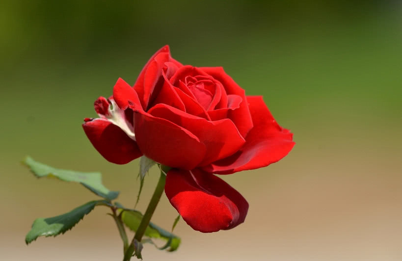 月季这样种,想不开花都难,四季开花开到爆盆