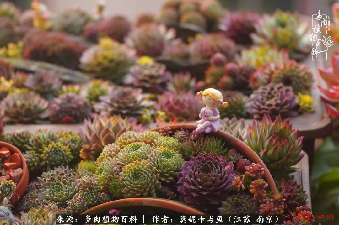 这多肉拼盘这么仙!如何制作达人手把手教你制作长生草拼盘!