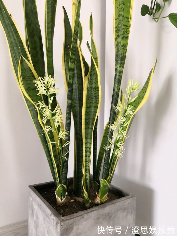 6种花,能养人,高档大气有品味,越养越有“好身体”