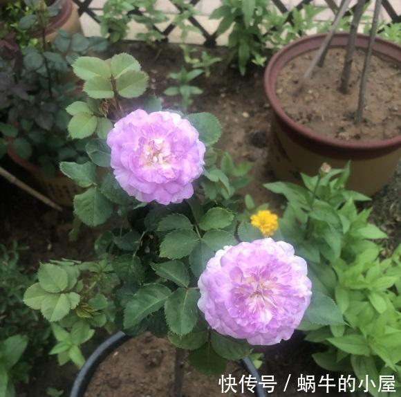 中苗|网购月季,选好品种,货比三家,多看评论,买中苗最划算!