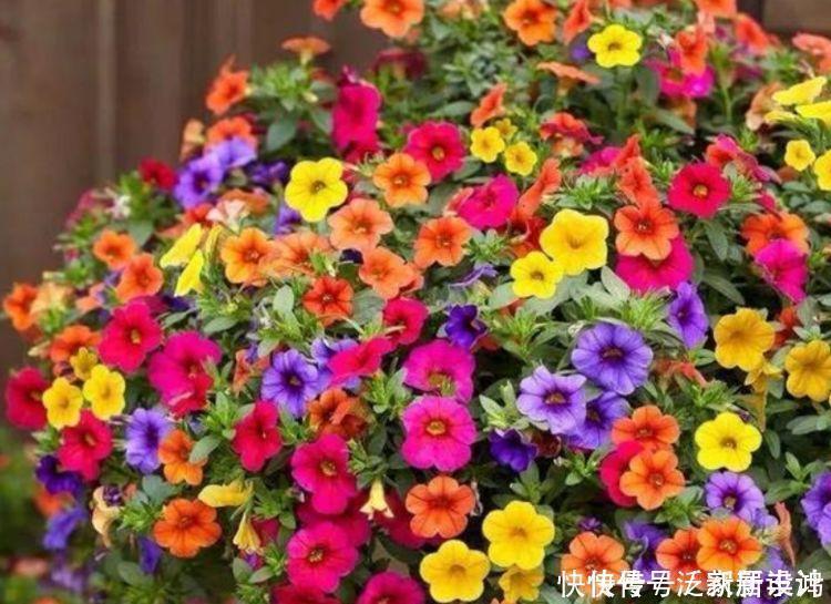 4种花，扔土里就能开花，浇水越多开花越多，美爆一整夏！