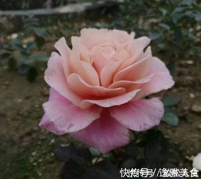 盘点10种古典美复古色系月季,你必须拥有其中一种!