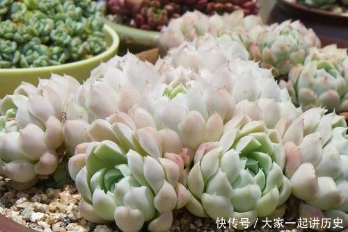 漂亮|漂亮的多肉需要控养,方法不对就是在害多肉,这些常识最好早知道
