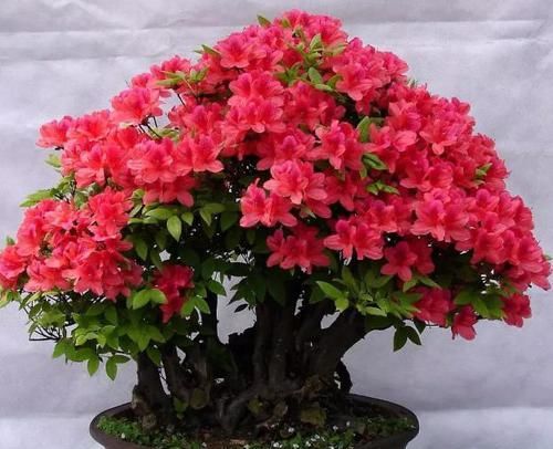 “这几味”厨房调料养花，管叫植物不黄叶、不烂根！