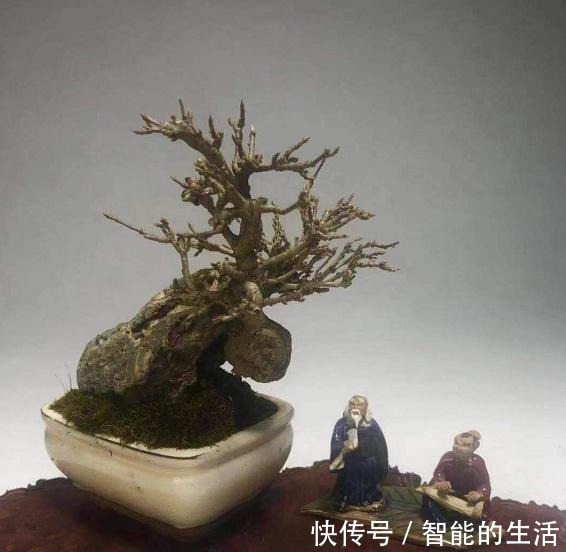 令人惊艳的国内花艺师盆景作品,平时很难见到,值得收藏与分享!