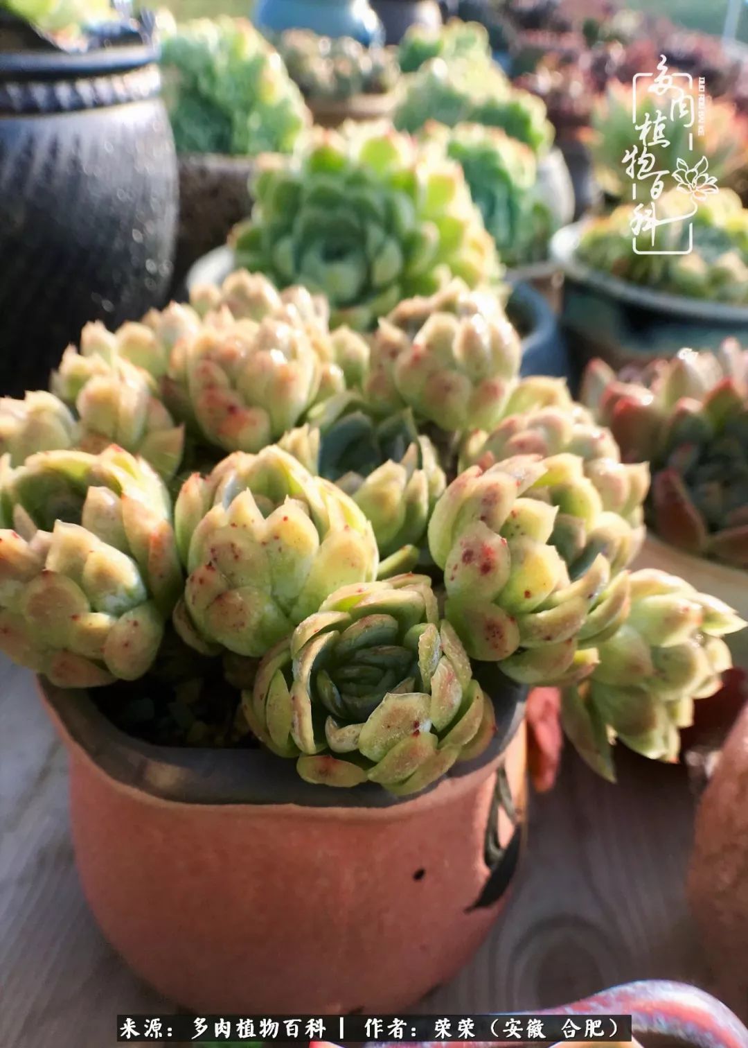 金秋时节，变化带来的惊喜不正是养肉的乐趣所在么！