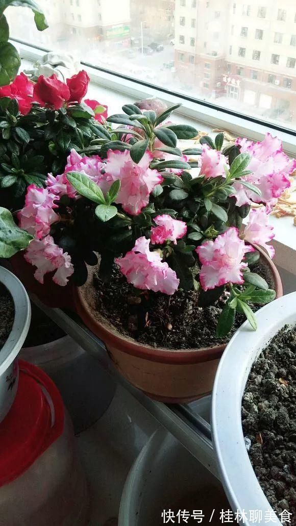 4种花身材不大，花量却怪“吓人”，深秋花开一大片，美翻了