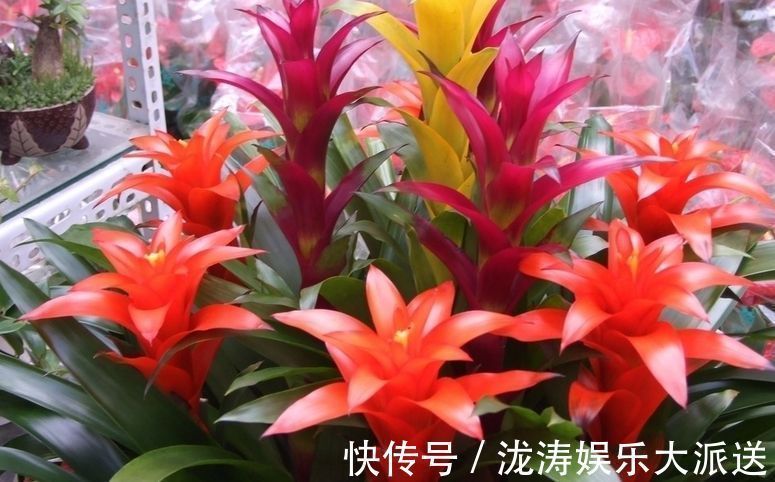 盆栽|3种“招财”的花卉,年底说啥也得养几盆,客厅卧室都能养