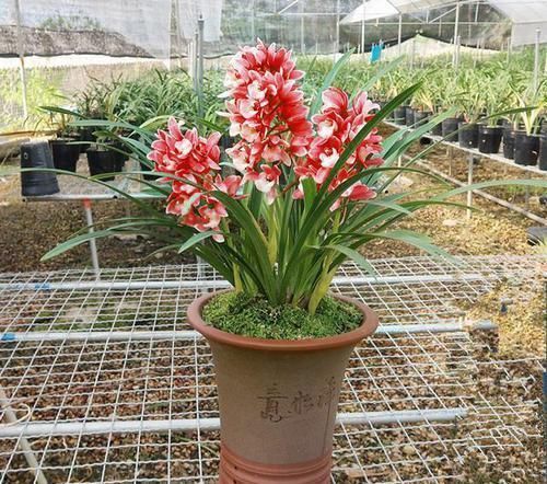 它是兰花中的“香祖”,红杆红花,一开就是20朵,每年可开花3次