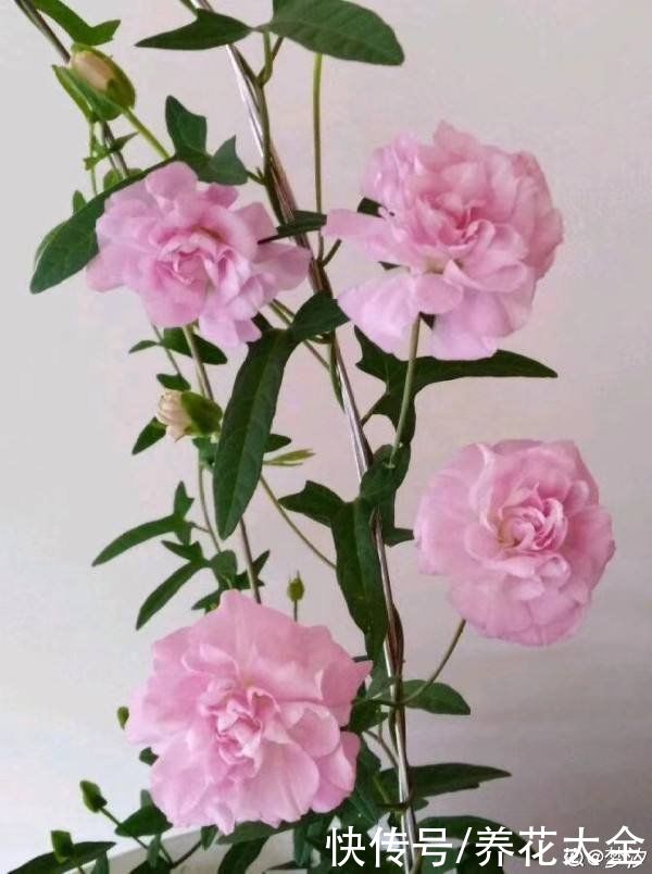 家里要是有院子，千万别养这4种花，泛滥了不好收拾