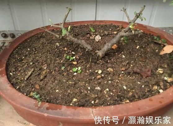 茉莉花开花少,这不是问题,教你几招,花枝都是花苞