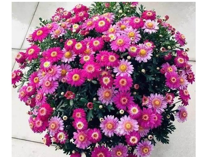 满天星|不会养花不要紧!以下植物埋土里就能爆盆,比绿萝还容易养!