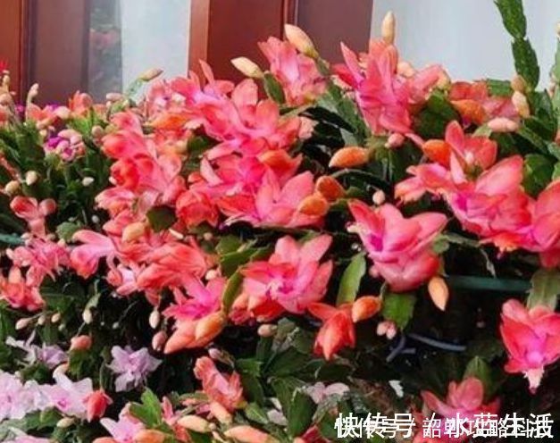 “4种花”最好养，半月浇水一次，花开压弯枝头，适合新手养