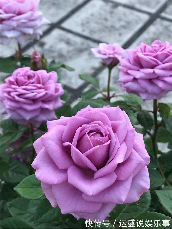 喜欢玫瑰,不妨养盆优良月季“水星王阳台”开花爆盆,神秘而冷艳