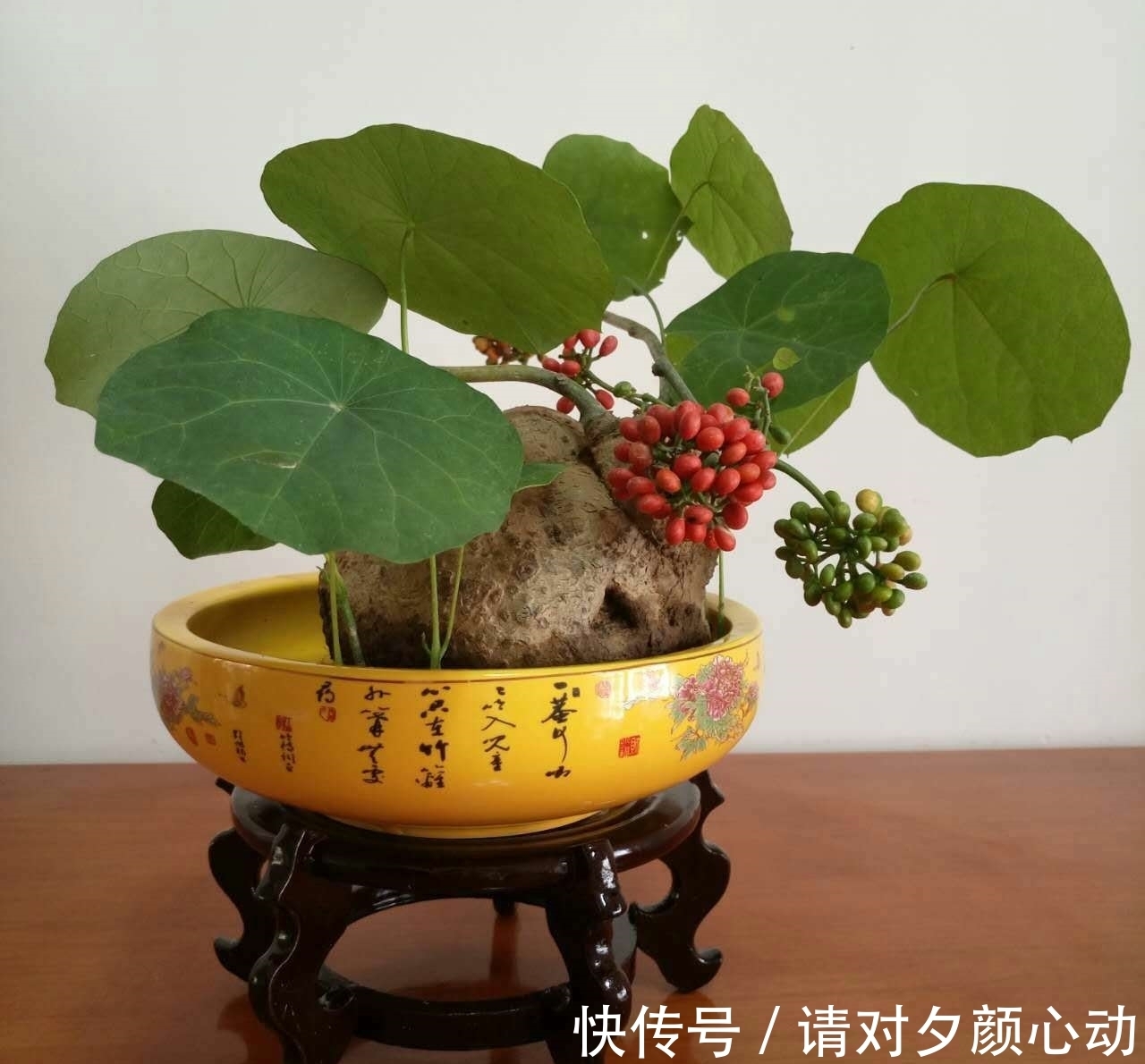 9种养不死的花，绿萝只能排最后，再养不活就剁手吧