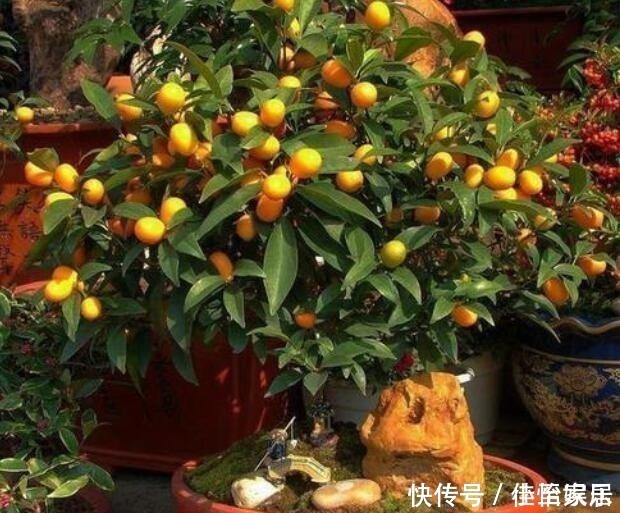 养花养“贵气”,4种花美观养眼,观赏价值高