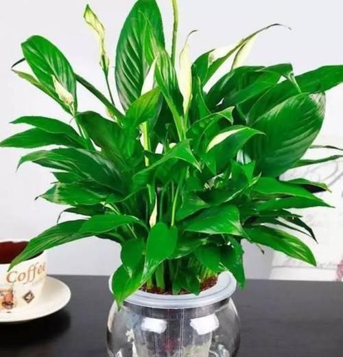 人养花，花也养人，3种花养家里，非常漂亮，净化空气超厉害