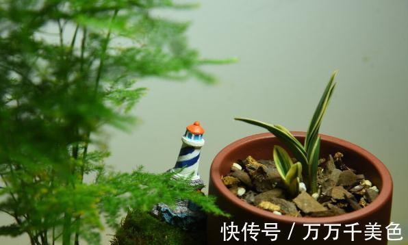 花盆越小开花越好的“皮实”花,塞进小花盆里,好养又好看