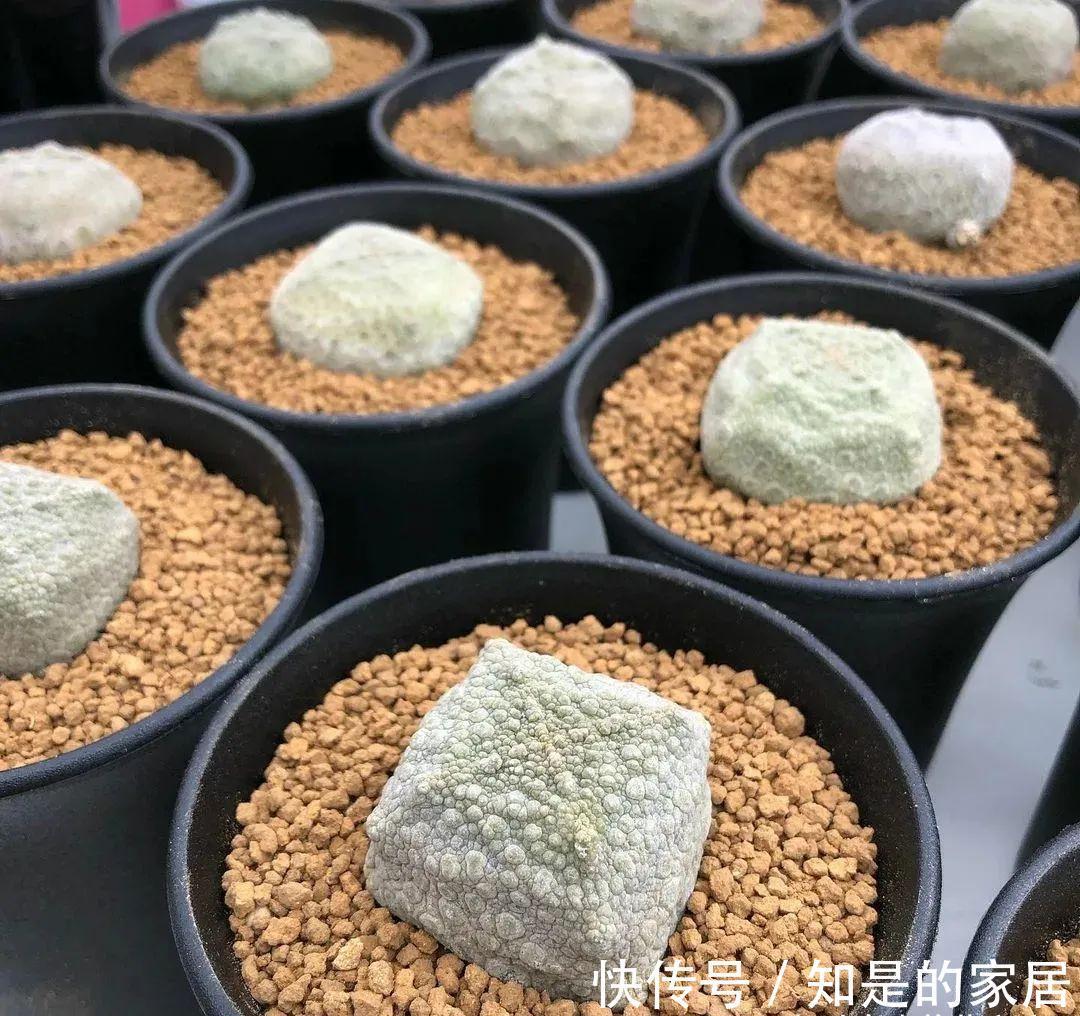 养花要用好土真能事半功倍,自己配的营养土,能让植物快速生长