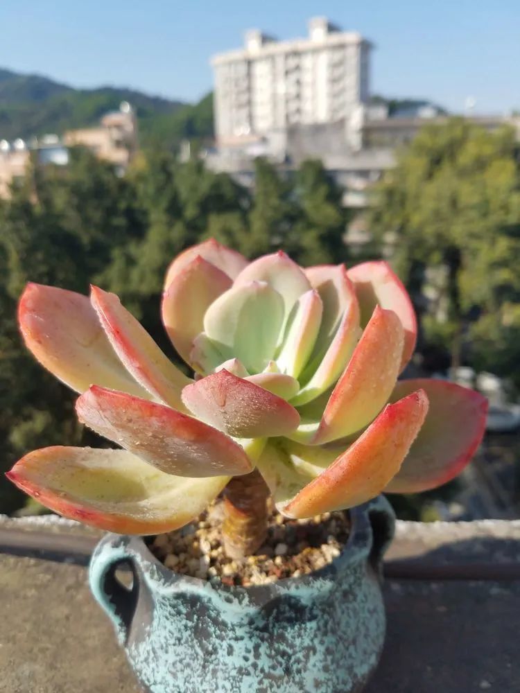 养肉三年,分享养肉经验,谈谈适合逆开挂区的多肉!