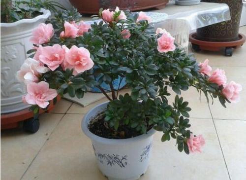 养杜鹃花,记住5点,不掉叶不黑尖,叶绿花多,一次开成大花球!