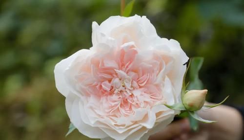  花朵|3种花人见人爱，植株低矮小巧，花开一整年，超级好养