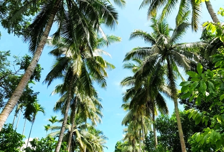 热带经济|美丽的植物园，独特的植物景观——游兴隆热带植物园