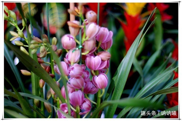 小知识|养5年兰花不开花咋整别着急,老花农教你1招,花开爆盆太简单