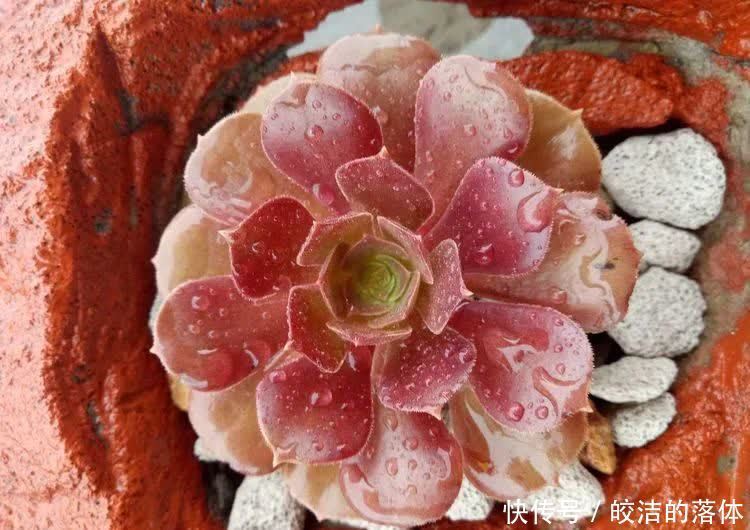 如莲似花,美好心情由你而始!