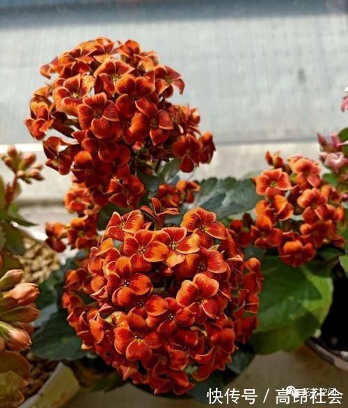 兰花|盆栽养花,花也养人,家里有老人小孩,多养这三种花!