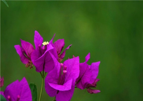 三角梅一直不开花教你养护的3个妙招,花开美丽轻松爆盆