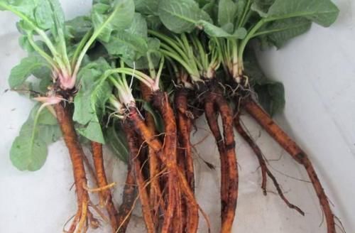 中草药|被名字耽误的一种草本，曾当野草处理，却不知它是“救命王”