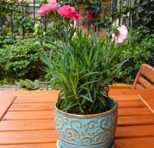 别说石竹不好养,只要把“1种东西”埋入土里,不久就会爆盆满