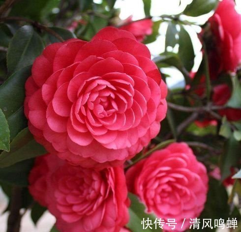 玫瑰花|4种漂亮花,家里养一盆最合适,开花漂亮花期长,谁养谁喜欢