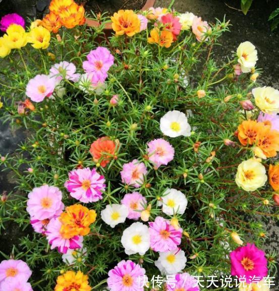 这种花长得像杂草,开花就泛滥,怎么折腾都不死,天天有花看