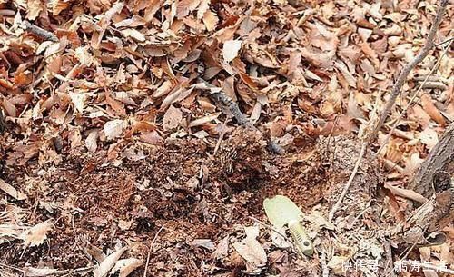 吊兰|养君子兰、吊兰，就要自制营养土！叶子油绿开花快