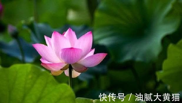 商人|佛说:财不可积,愈多愈散,绝对不能积,久积成病、久积成恶