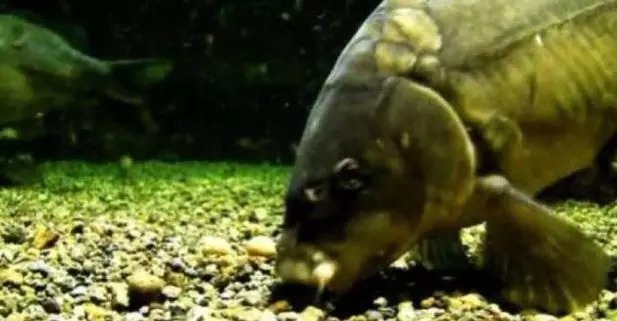 不是跟你吹，按照这些方法钓鲤鱼，竿竿都上鱼，老钓手都得输给你