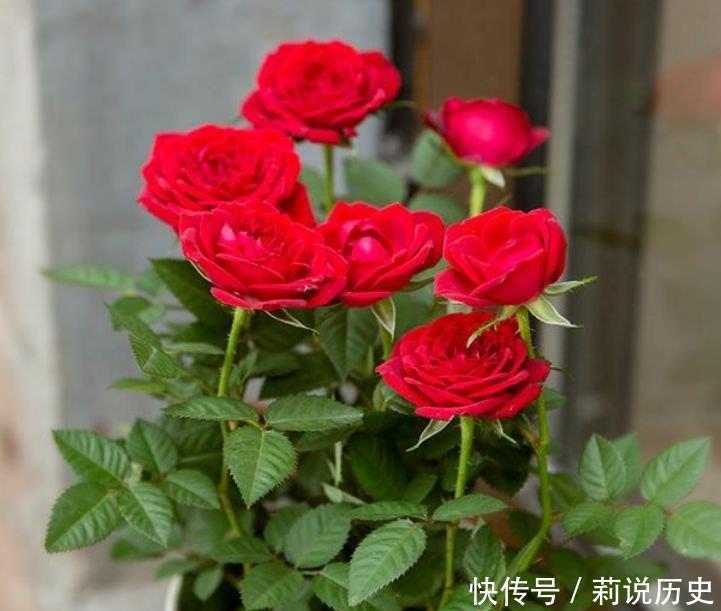 4种花超漂亮,个个美出状态,好养又漂亮,一开就是300多天!