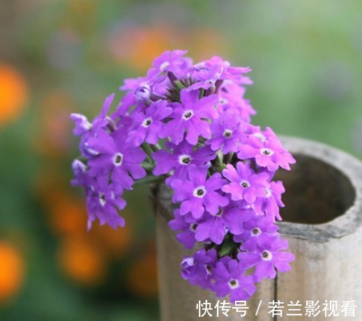 此花被称为花中美人，花朵盛开令人流连忘返，象征着相守家庭和睦