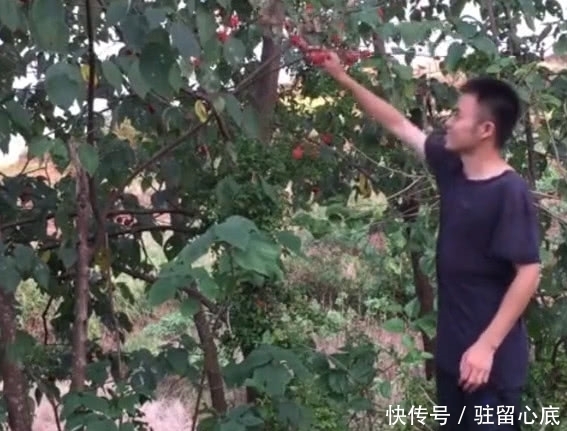 这种野果子一棵树结上千个，红彤彤的看着让人流口水，你见过没