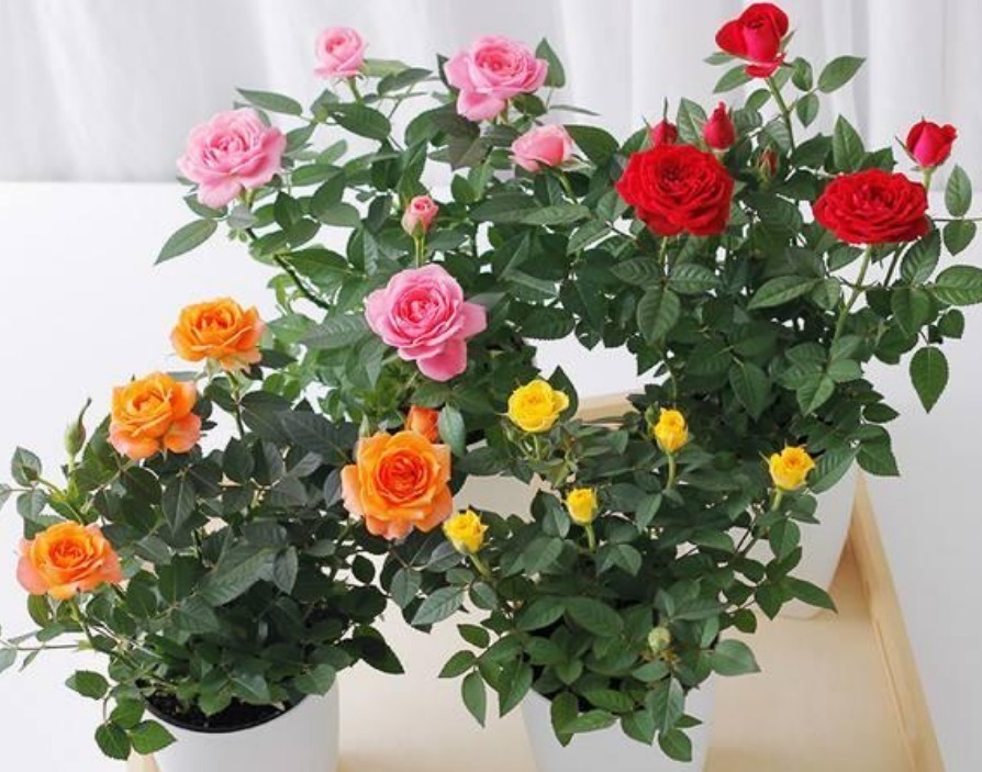 花超|4种花好养又漂亮,花大色艳,花香易打理,养在客厅美极了