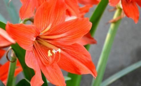 此花,花大好养红艳俊美,比玫瑰漂亮,比吊兰好养,丢土里就开花