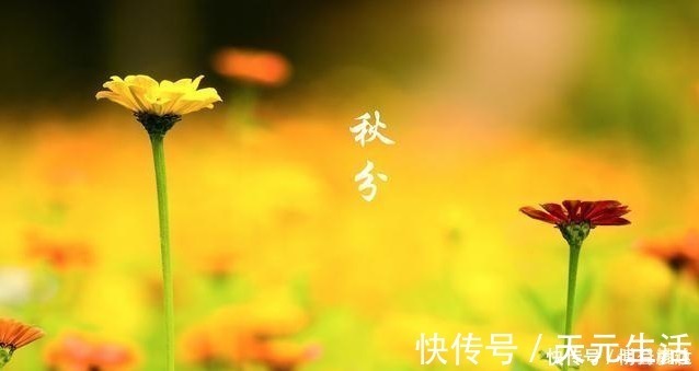 水草|秋分前后钓鱼,想爆护一点都不难,老钓手都爱这样钓,你也可以