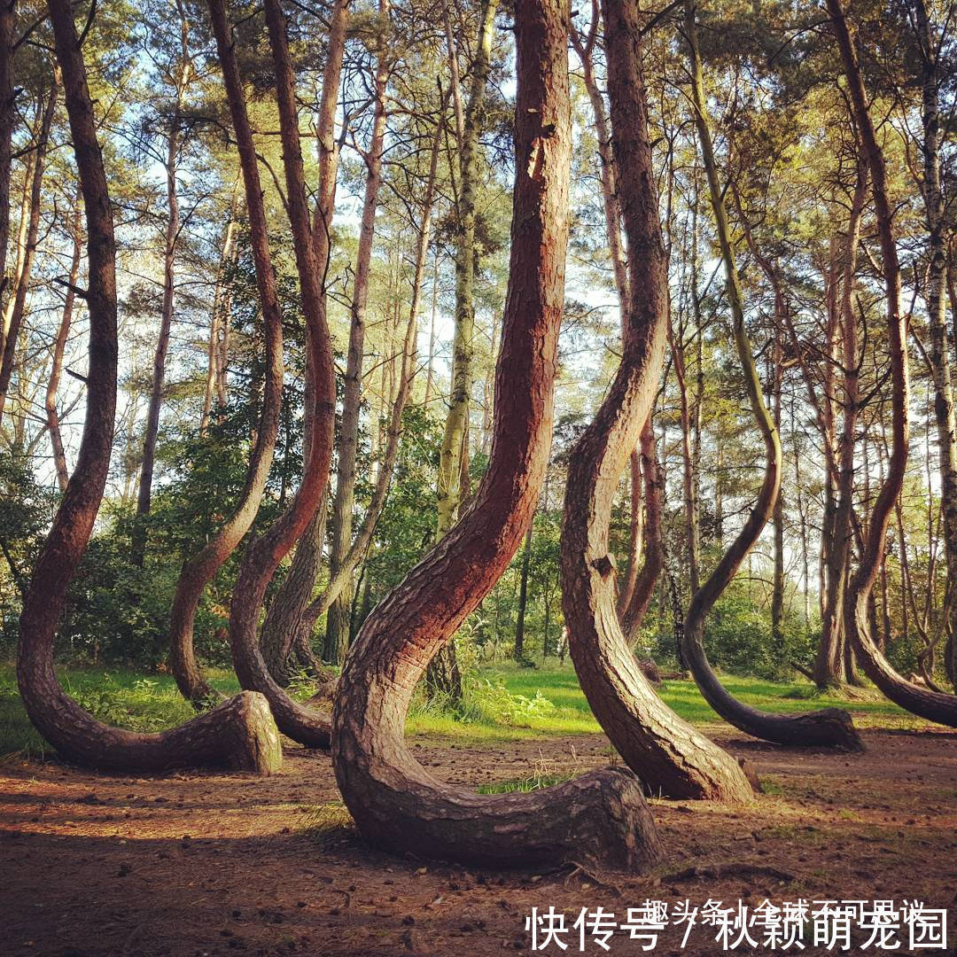 疯狂事|如果没有被相机捕捉到,我们永远不会相信存在的19件疯狂事情