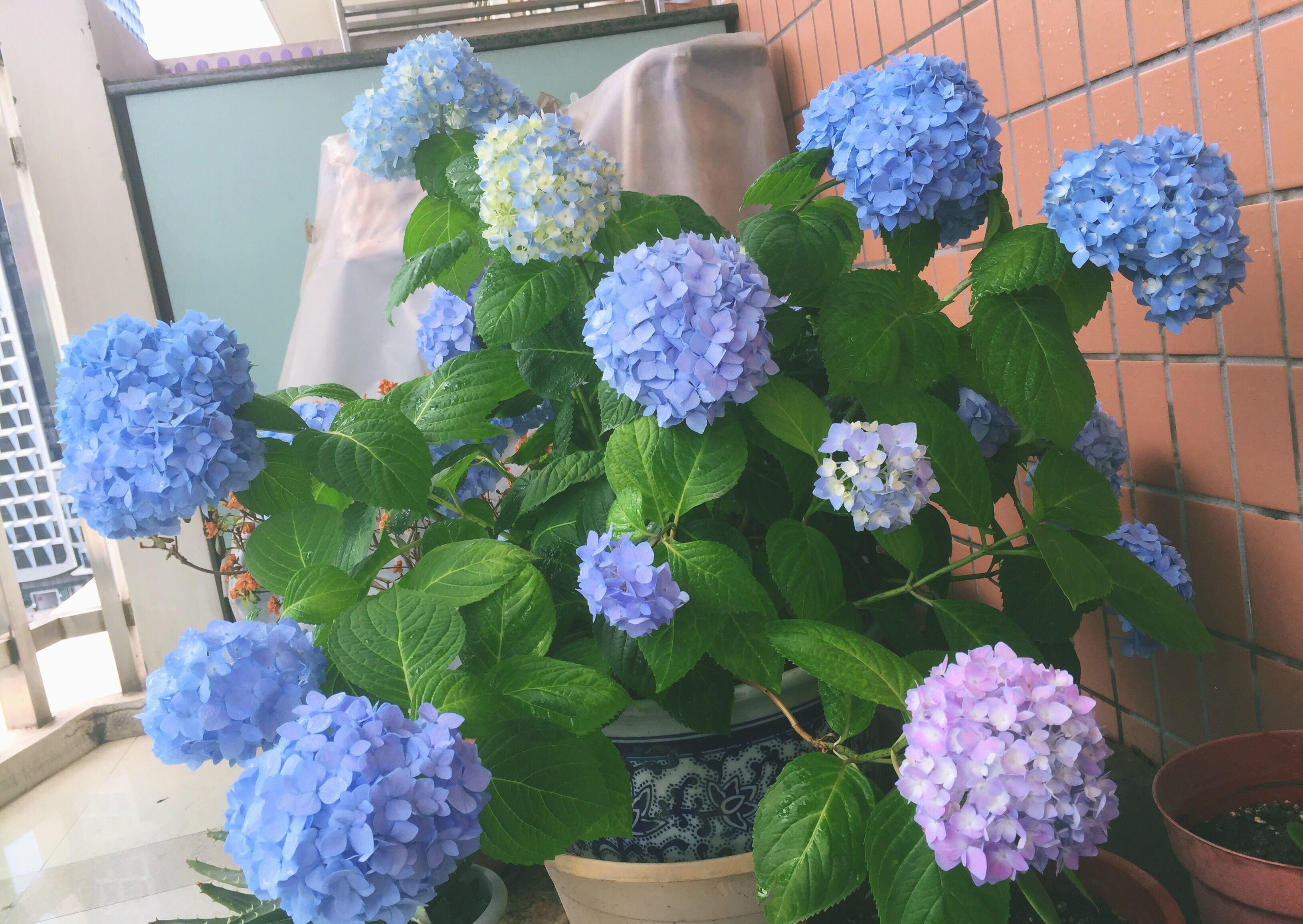 养花试试这几款,开花后,修剪一次,添加肥料,它能开得又亮又美